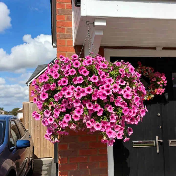 Last Day 60% OFF UV Resistant Artificial Petunias Flowers
