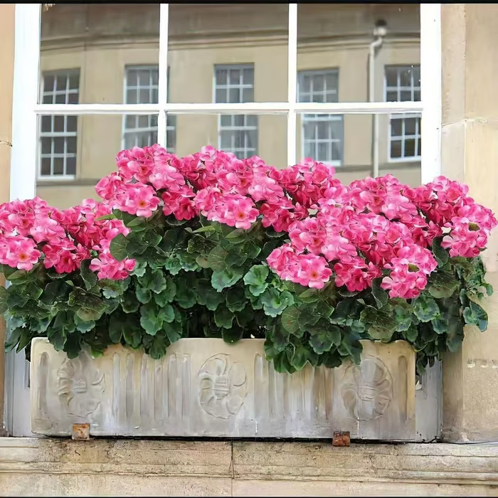 🌸 LAST DAY 50%OFF 🌸 Bundles Artificial Geranium Flowers