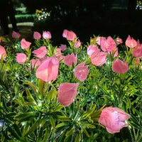 pink warm light