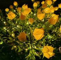 yellow warm light