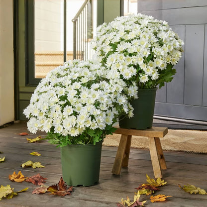 Artificial Outdoor Sunset Mums Flowers - UV resistant, Waterproof, Windproof