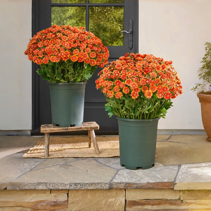 Artificial Outdoor Sunset Mums Flowers - UV resistant, Waterproof, Windproof