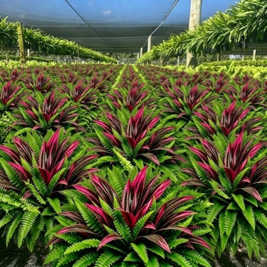 🔥Last Day 70% OFF🔥 UV-Resistant Artificial Fern & Red Dracaena Decorative Plants – Full, Lush & Fade-Resistant!