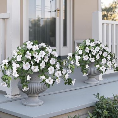 🔥Last Day 70% OFF🔥Faux Petunias Silk Flower UV Resistant No Fade Floral