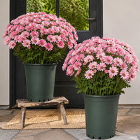 Pink(5 pieces)