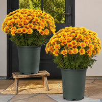 Yellow(5 pieces)