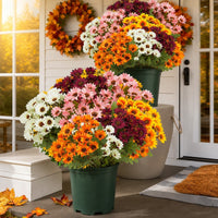 5-Color Mix(5 pieces)