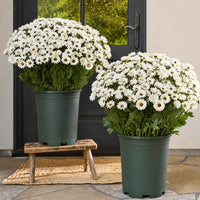 White(5 pieces)